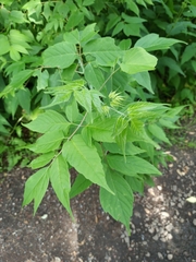 Acer negundo