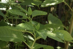 Pokeweed mosaic virus