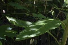 Pokeweed mosaic virus