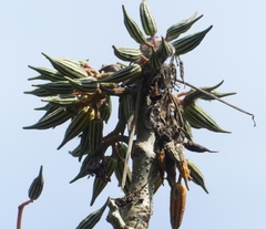 Vasconcellea parviflora