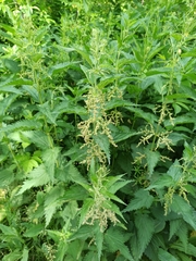 Urtica dioica