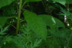 Pokeweed mosaic virus