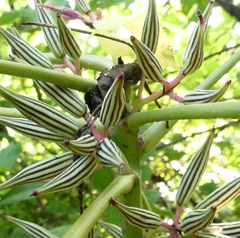 Vasconcellea parviflora