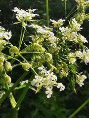 Anthriscus sylvestris nemorosa