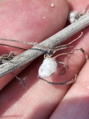 Rhopalomyia floccosa