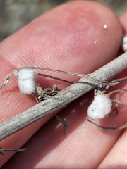 Rhopalomyia floccosa