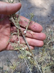 Rhopalomyia floccosa