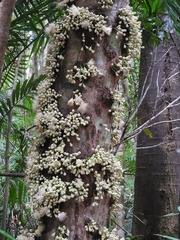 Syzygium cormiflorum