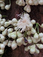 Syzygium cormiflorum