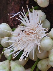 Syzygium cormiflorum