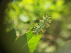 Parasa pastoralis