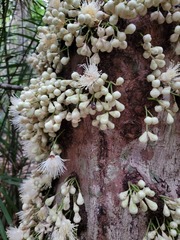 Syzygium cormiflorum