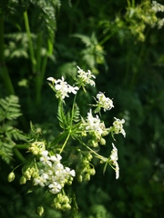 Anthriscus sylvestris nemorosa