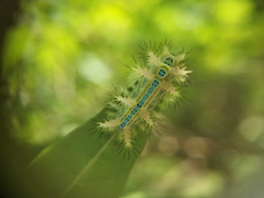 Parasa pastoralis