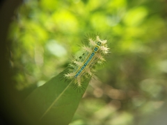 Parasa pastoralis