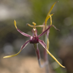 Caladenia arrecta