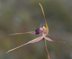 Caladenia decora