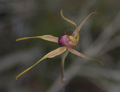 Caladenia decora
