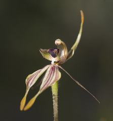 Caladenia plicata