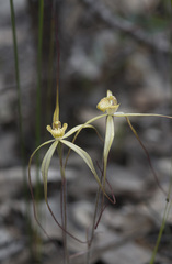 Caladenia xantha