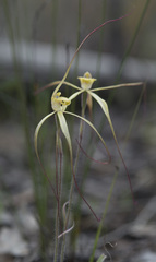 Caladenia xantha