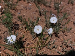 Convolvulus ammannii