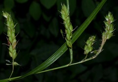 Carex davisii