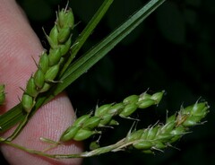 Carex davisii