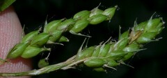Carex davisii