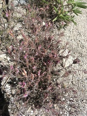 Cordylanthus kingii helleri