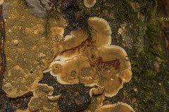 Stereum greslebiniae