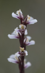 Prasophyllum cucullatum