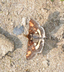 Pyrausta tuolumnalis