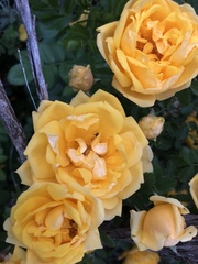 Rosa × harisonii
