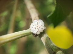 Pipturus arborescens