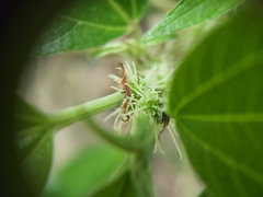 Pipturus arborescens