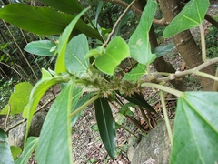 Pipturus arborescens