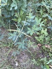 Thermopsis divaricarpa