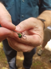 Somatochlora walshii