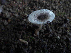 Leucocoprinus heinemannii