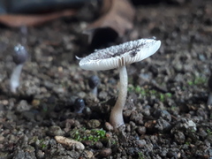 Leucocoprinus heinemannii