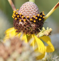 Ratibida pinnata