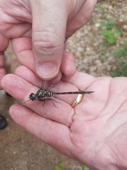 Somatochlora walshii