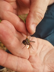 Somatochlora walshii