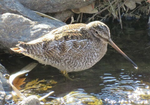 Solitary Snipe