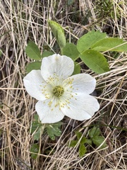 Anemone parviflora