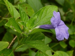 Ruellia spectabilis