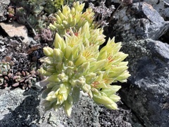 Sedum oregonense