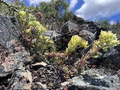 Sedum oregonense