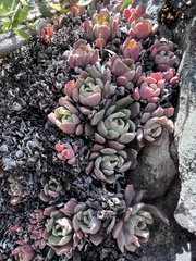Sedum oregonense